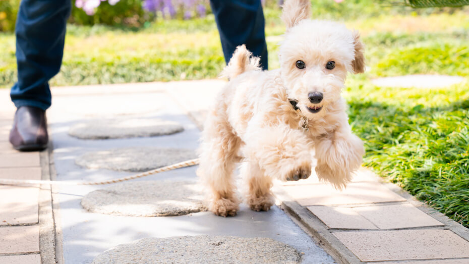 Best White Dog Names For Pups With White Fur | Purina